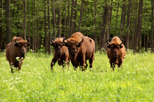 Prioksko-Terrasny Nature Reserve