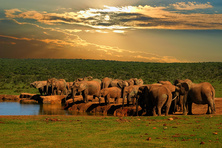 Национальный парк слонов Эддо