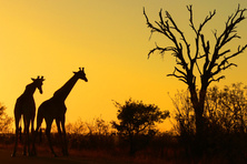 Kruger National Park and Mpumalanga