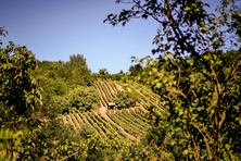 Tokaj-Hegyalja wine region