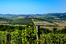 Tokaj-Hegyalja wine region